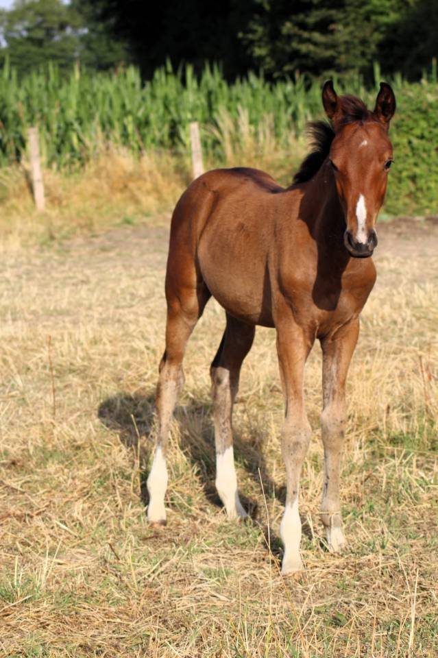 Potranca Silla Francés En venta 2025 Bayo por Conte Bellini