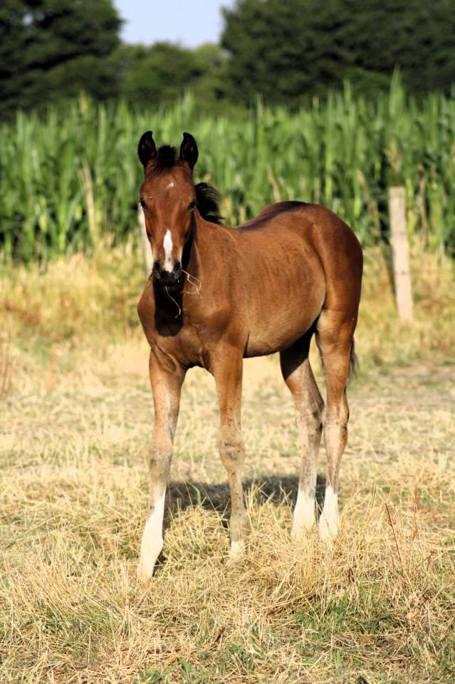 Potranca Silla Francés En venta 2025 Bayo por Conte Bellini