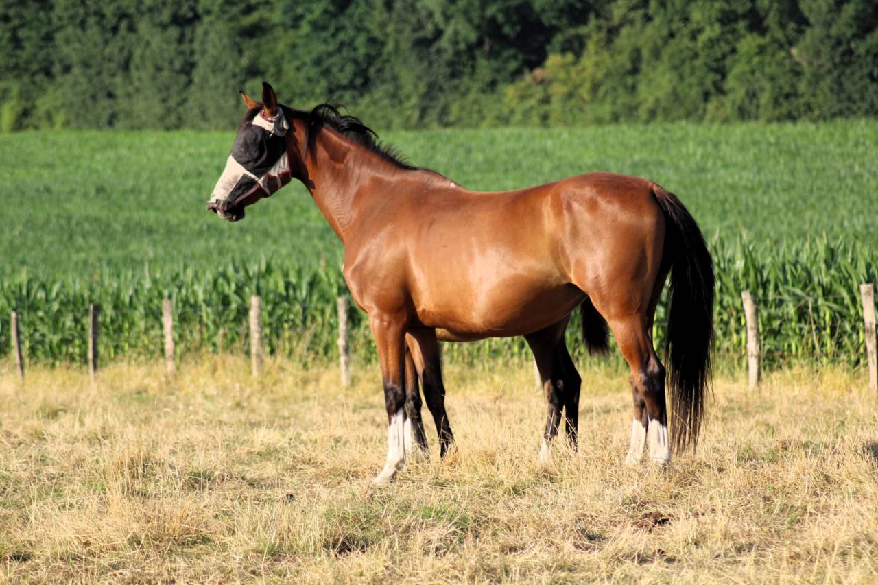 Potranca Silla Francés En venta 2025 Bayo por Conte Bellini