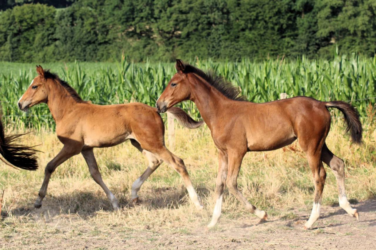 Potranca Silla Francés En venta 2025 Bayo por Conte Bellini