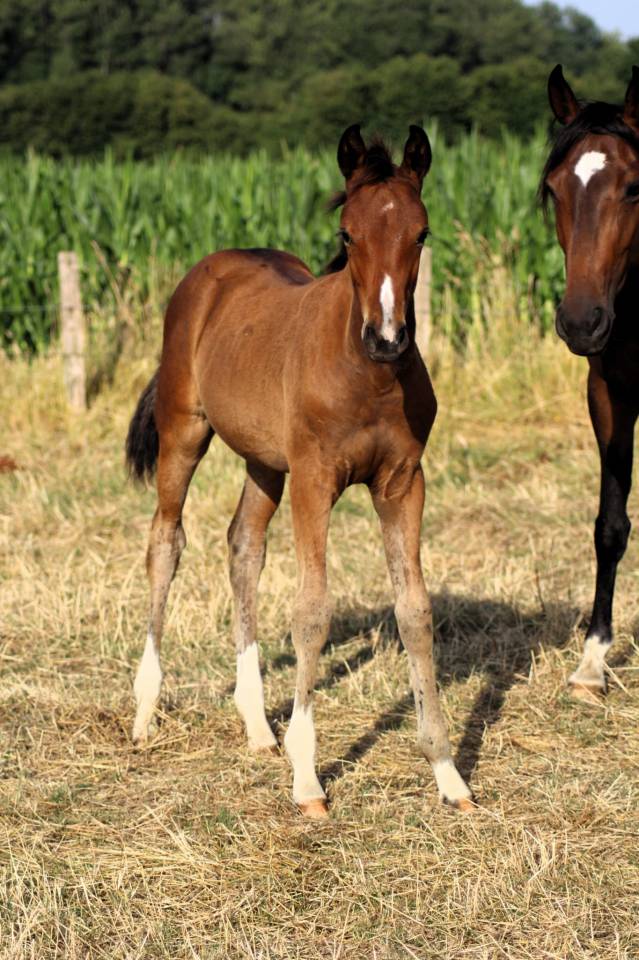 Potranca Silla Francés En venta 2025 Bayo por Conte Bellini