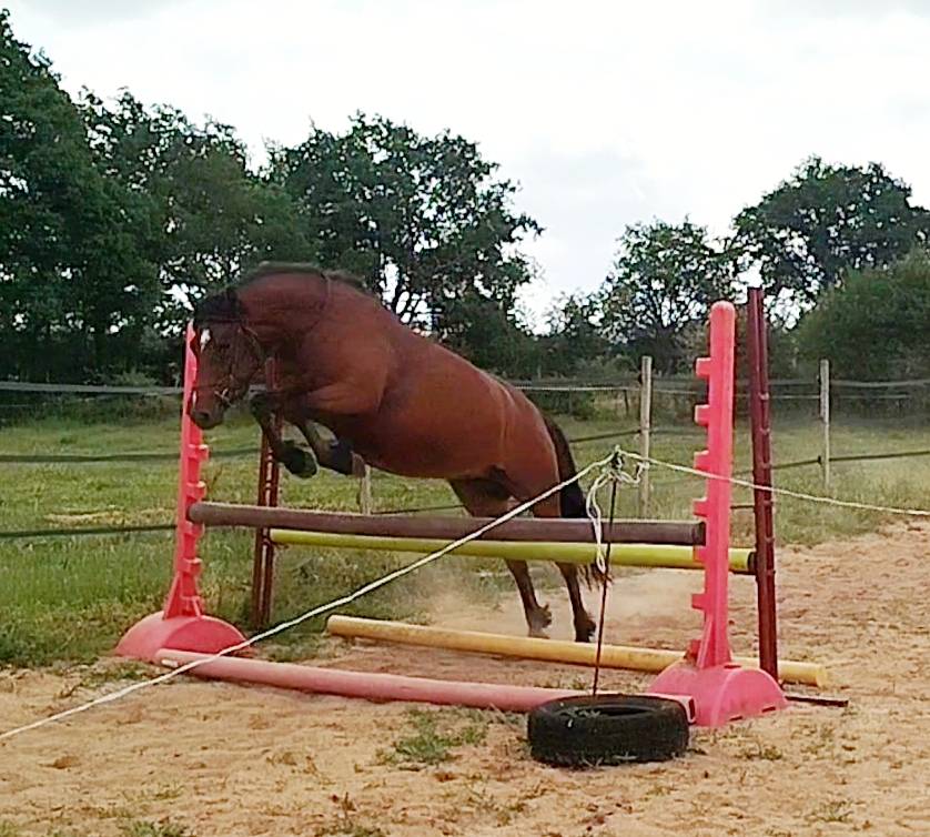 Potranca Connemara En venta 2020 Bayo por TITUS DE LIAF