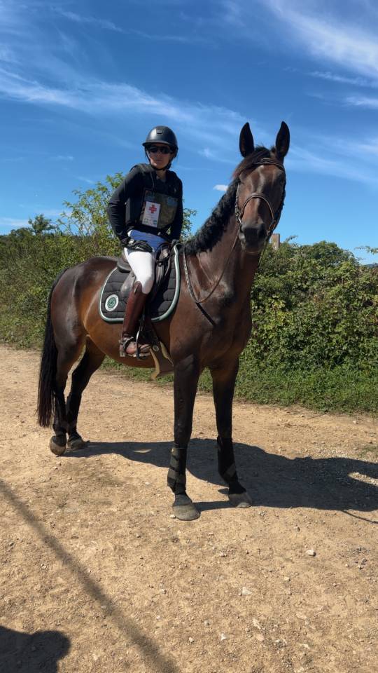 Yegua Zangersheide En venta 2018 Bayo por Félix de tal