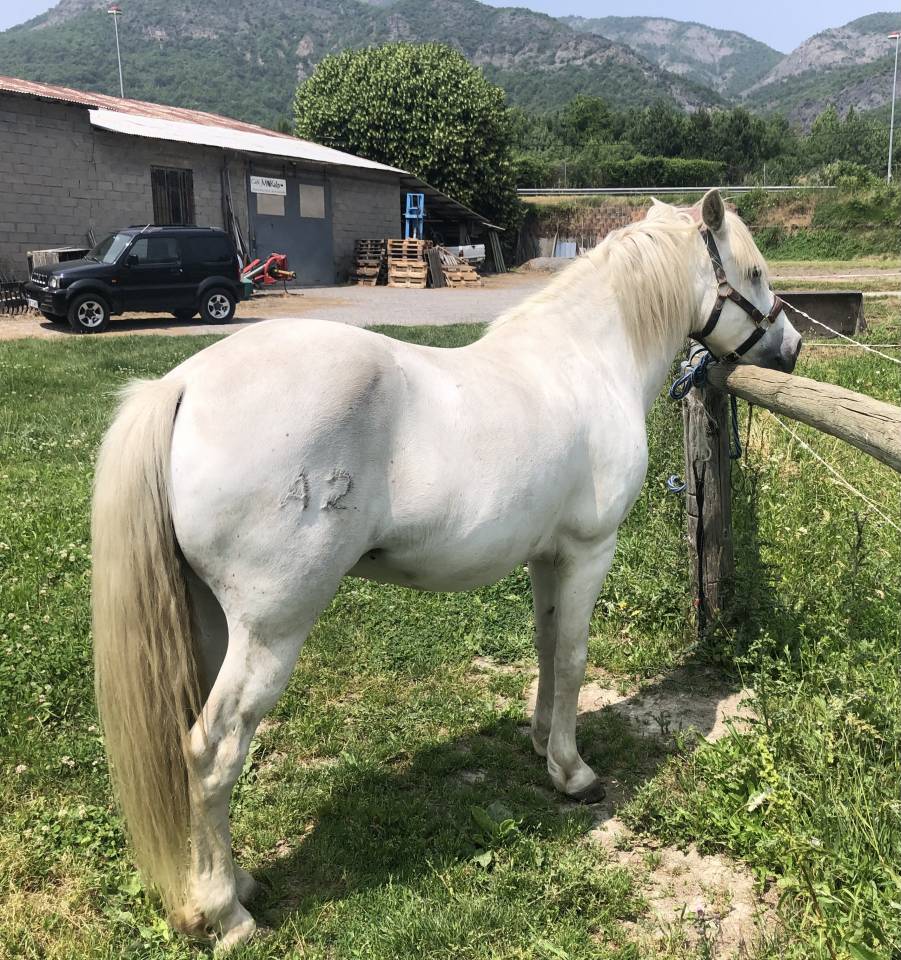 Caballo castrado Camargue En venta 2010 Blanco por Marquis de Saint Martin