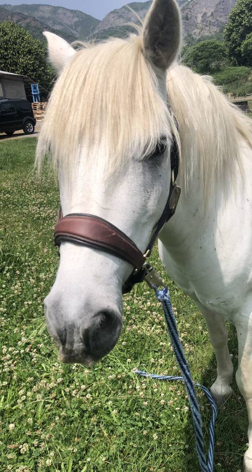 Caballo castrado Camargue En venta 2010 Blanco por Marquis de Saint Martin