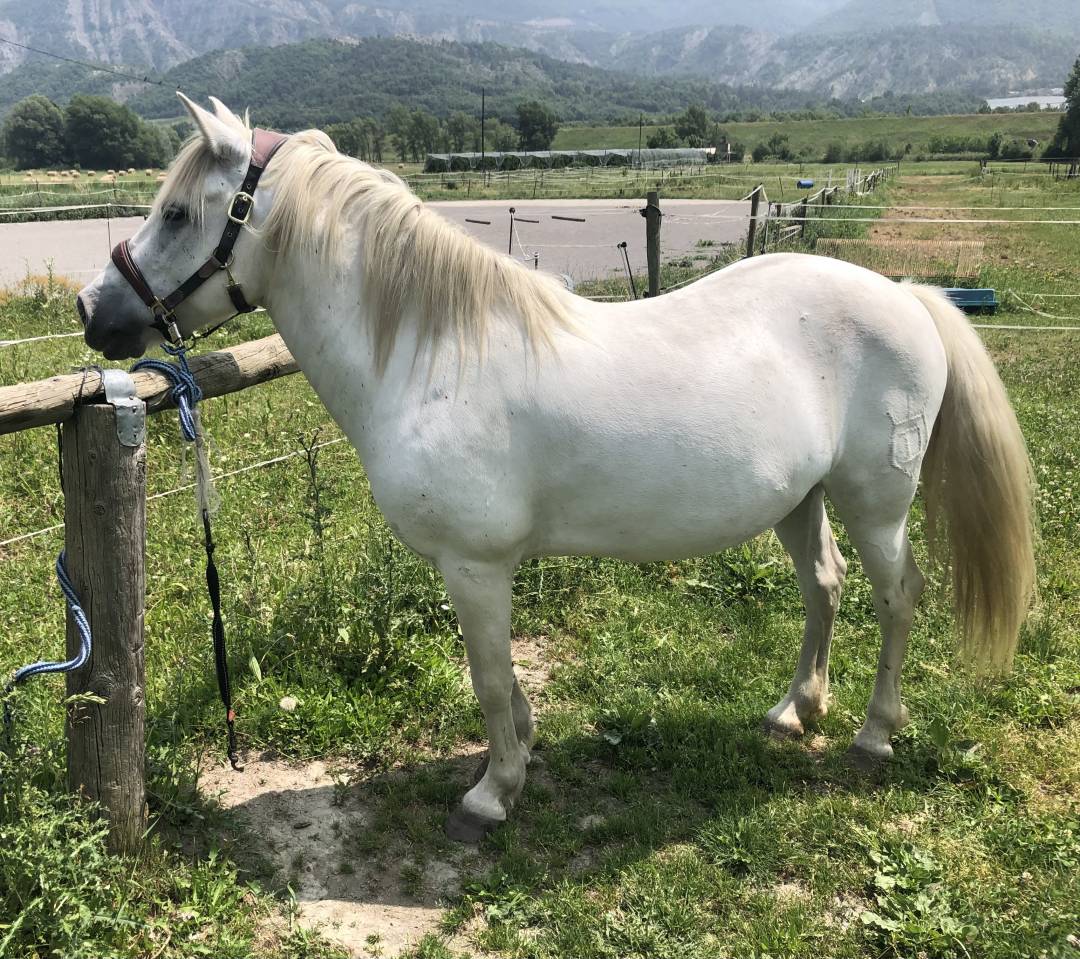 Caballo castrado Camargue En venta 2010 Blanco por Marquis de Saint Martin