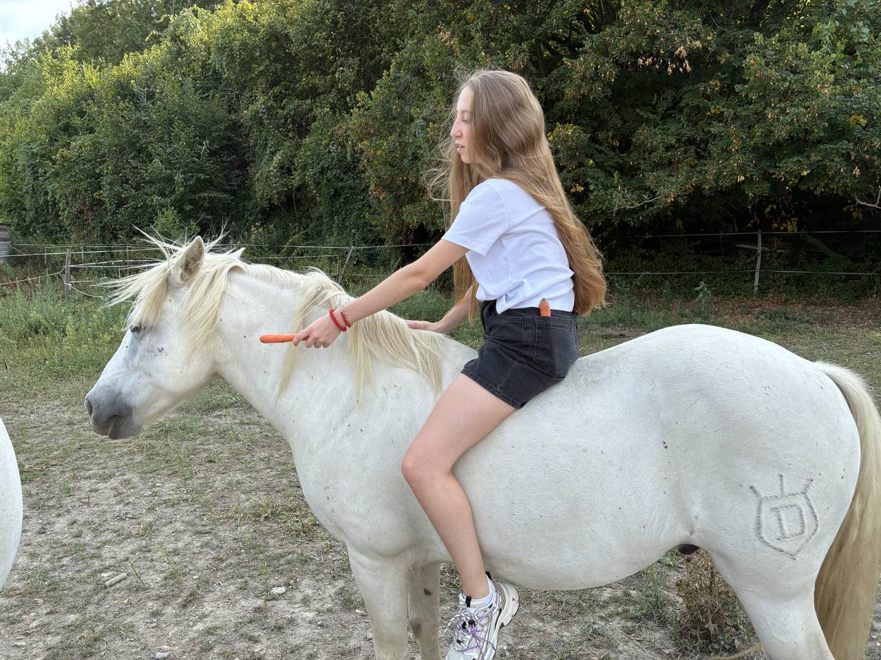 Caballo castrado Camargue En venta 2010 Blanco por Marquis de Saint Martin