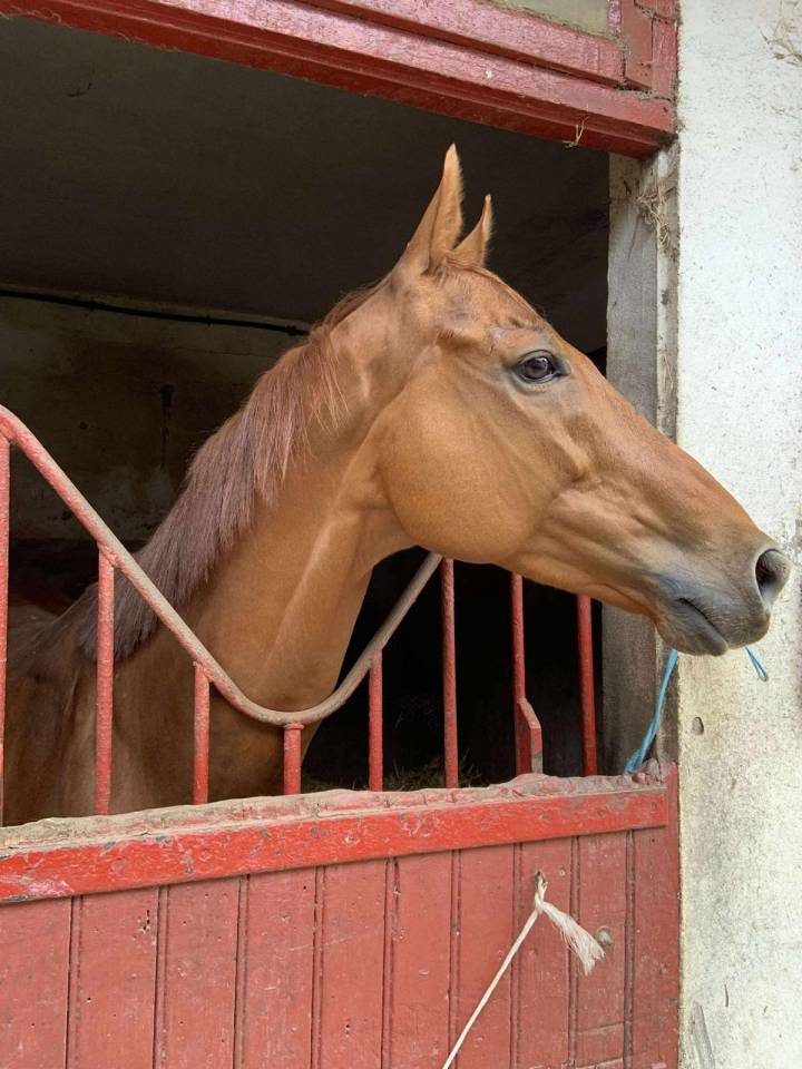 Caballo castrado Pura Sangre En venta 2015 Bayo