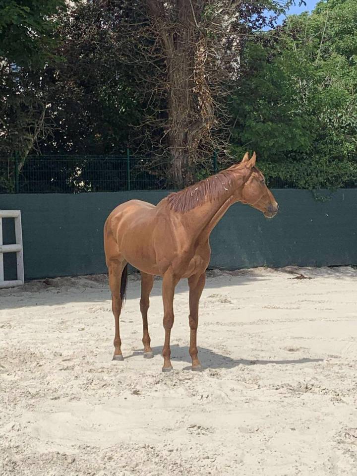 Caballo castrado Pura Sangre En venta 2015 Bayo