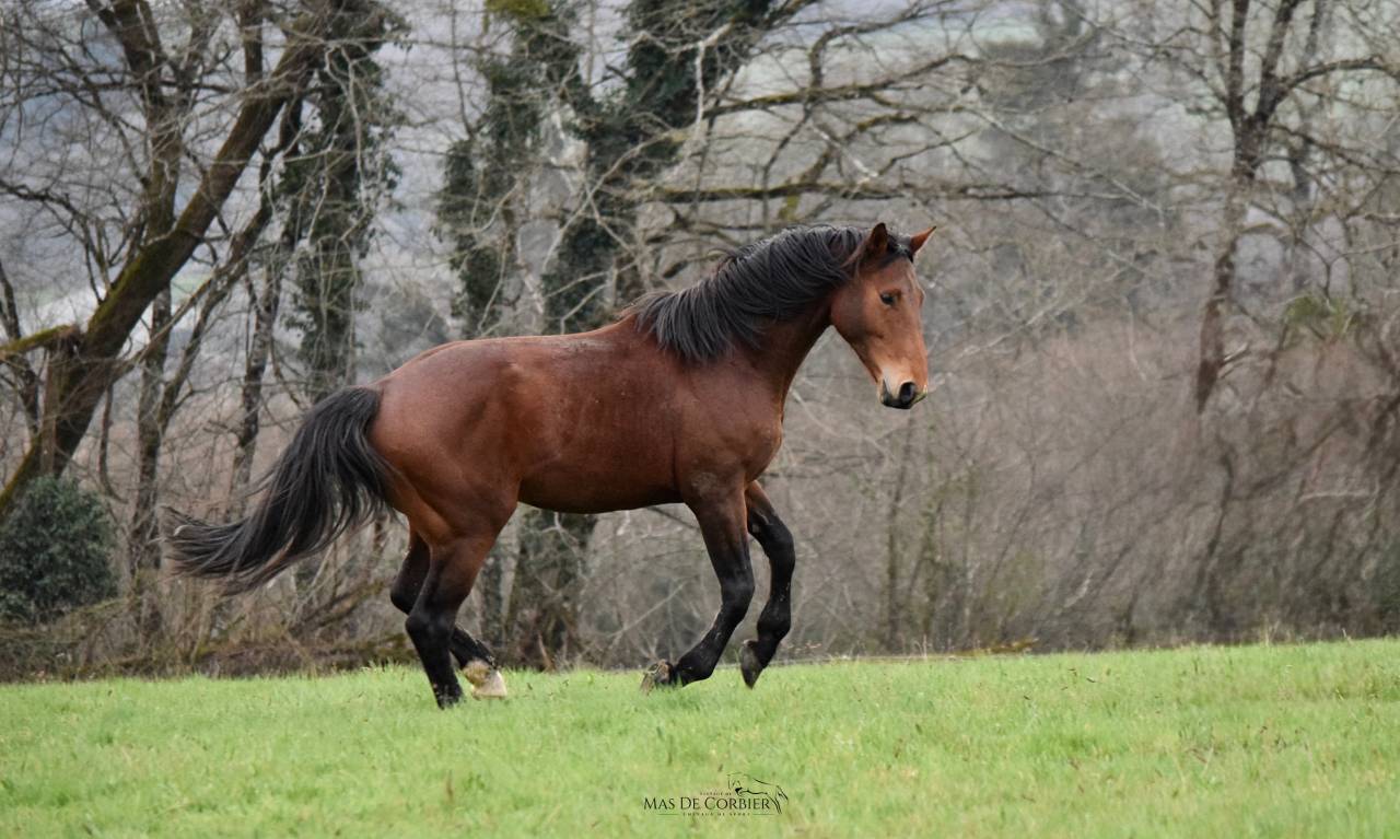 Caballo entero Silla Francés En venta 2021 Bayo por MYLORD CARTHAGO