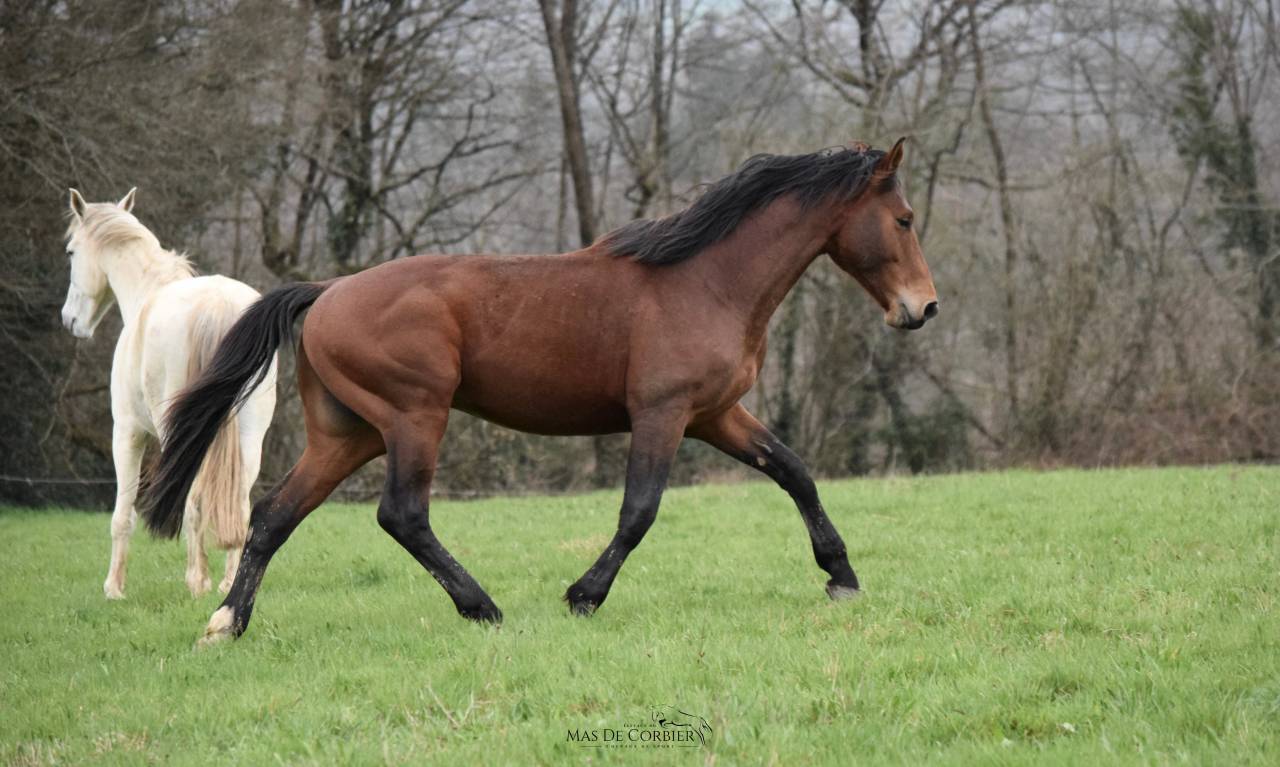 Caballo entero Silla Francés En venta 2021 Bayo por MYLORD CARTHAGO