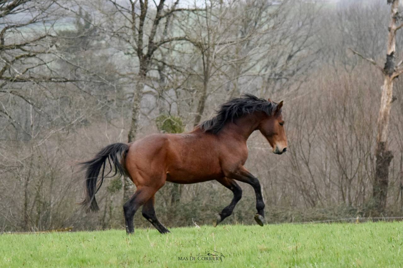Caballo entero Silla Francés En venta 2021 Bayo por MYLORD CARTHAGO