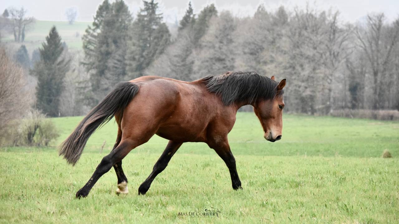 Caballo entero Silla Francés En venta 2021 Bayo por MYLORD CARTHAGO