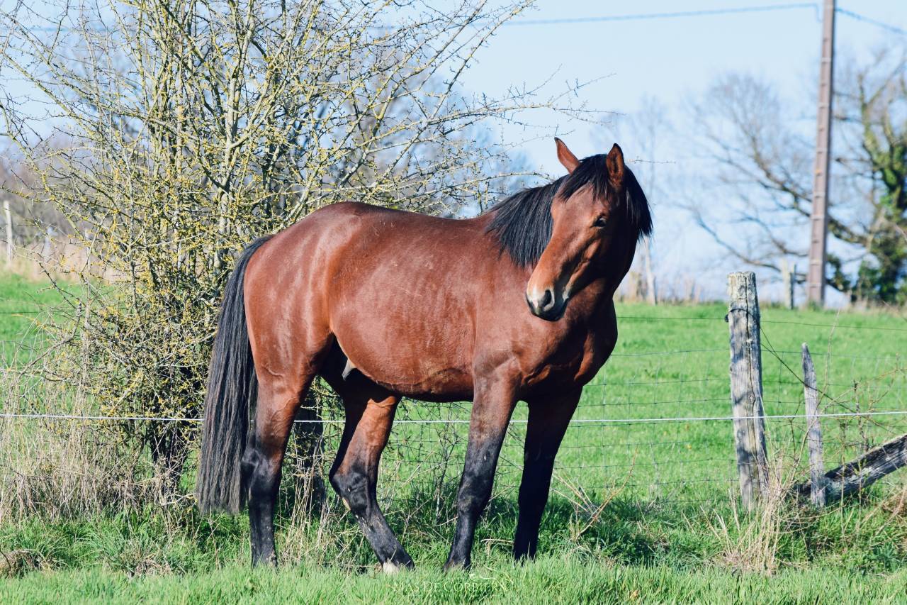 Caballo entero Silla Francés En venta 2021 Bayo por MYLORD CARTHAGO