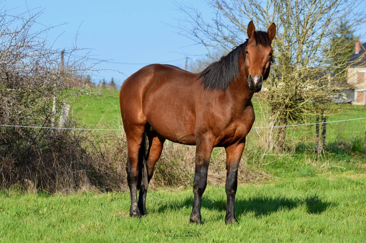 Caballo entero Silla Francés En venta 2021 Bayo por MYLORD CARTHAGO
