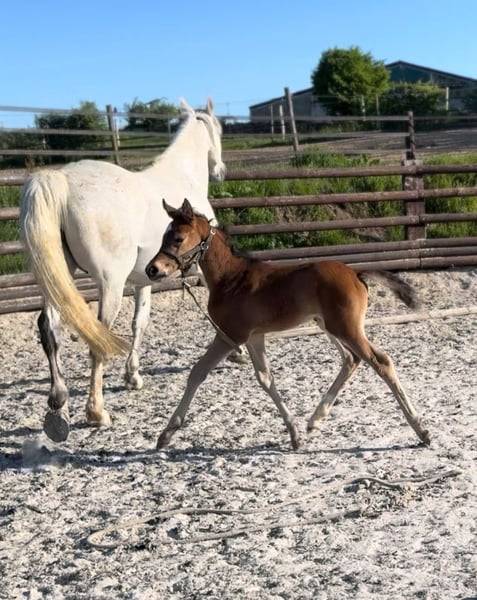 Yegua Zangersheide En venta 2025 Bayo por COMILFO PLUS Z