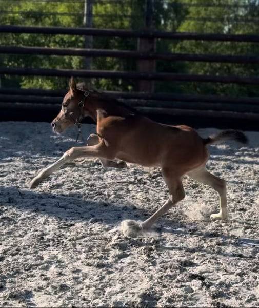 Yegua Zangersheide En venta 2025 Bayo por COMILFO PLUS Z