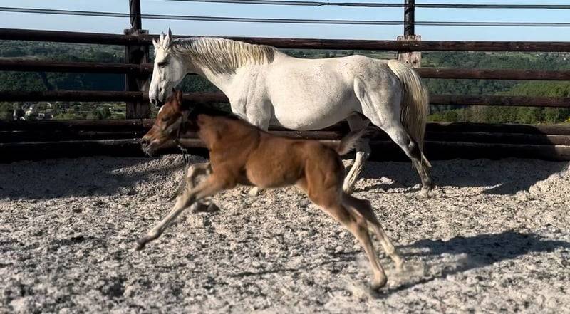 Yegua Zangersheide En venta 2025 Bayo por COMILFO PLUS Z