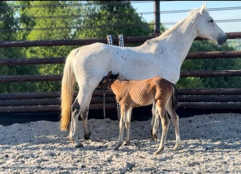 Yegua Zangersheide En venta 2025 Bayo por COMILFO PLUS Z