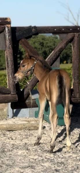 Yegua Zangersheide En venta 2025 Bayo por COMILFO PLUS Z