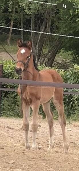 Yegua Zangersheide En venta 2025 Bayo por COMILFO PLUS Z