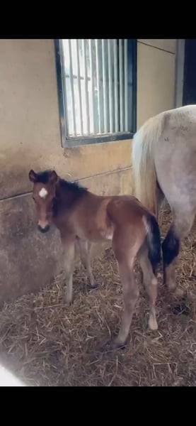 Yegua Zangersheide En venta 2025 Bayo por COMILFO PLUS Z