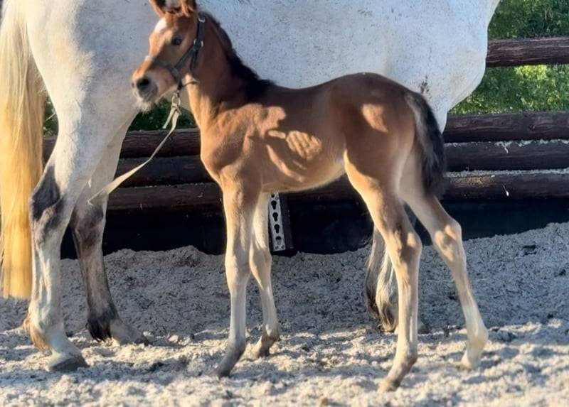 Yegua Zangersheide En venta 2025 Bayo por COMILFO PLUS Z