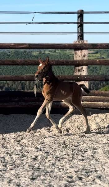 Yegua Zangersheide En venta 2025 Bayo por COMILFO PLUS Z