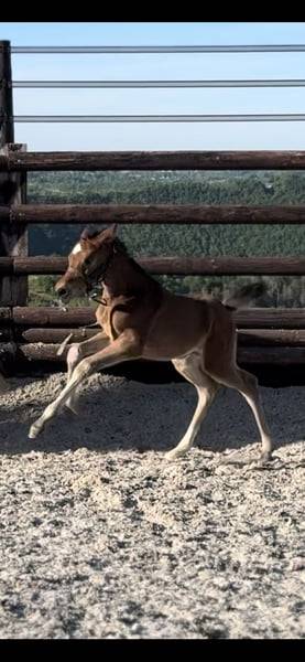 Yegua Zangersheide En venta 2025 Bayo por COMILFO PLUS Z