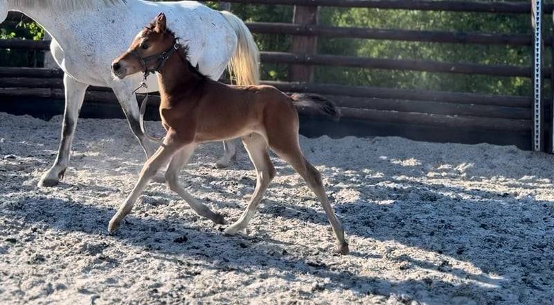 Yegua Zangersheide En venta 2025 Bayo por COMILFO PLUS Z