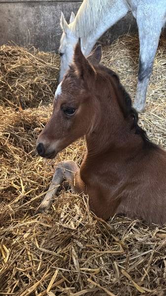 Yegua Zangersheide En venta 2025 Bayo por COMILFO PLUS Z