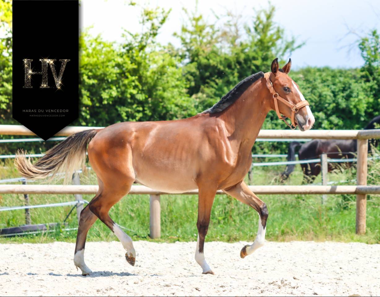 Potro Lusitano En venta 2024 Bayo por Ouro JLC