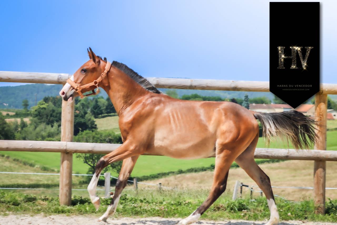 Potro Lusitano En venta 2024 Bayo por Ouro JLC