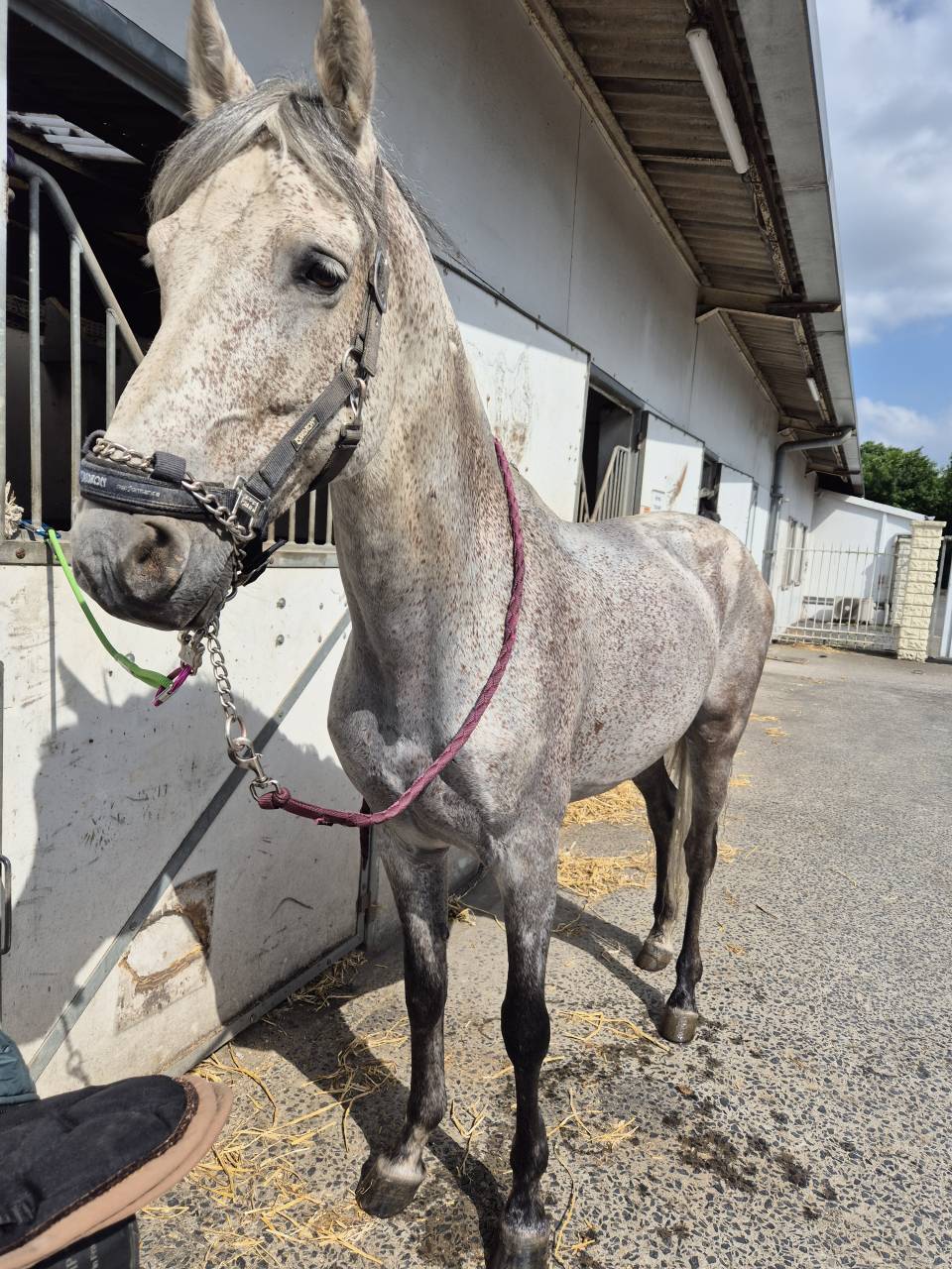 Semental PRE Pura Raza Española En venta 2014 Tordo por DESEO VI