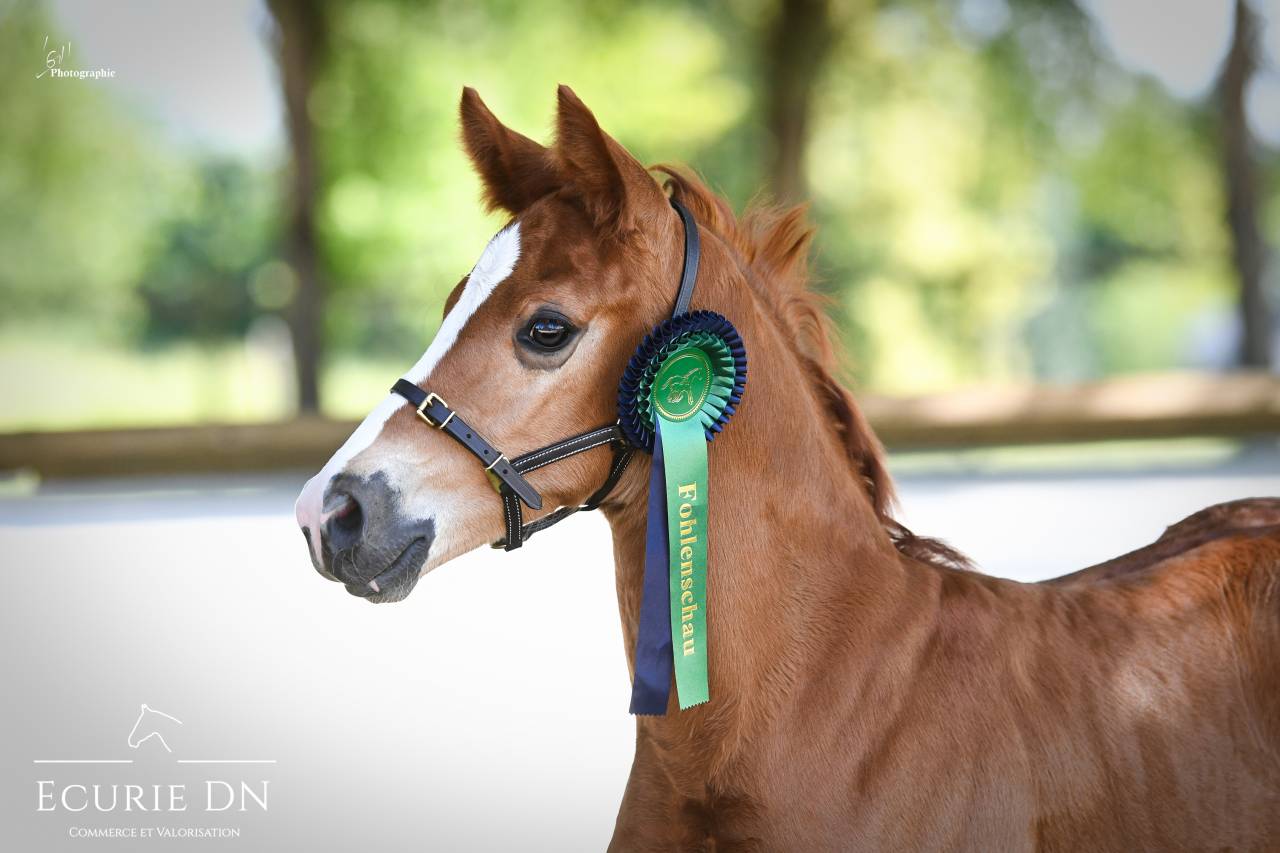 Potro Hannoveriano En venta 2025 Alazán por Vjento