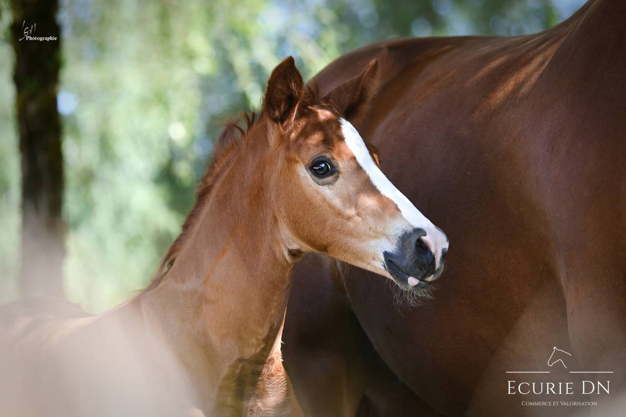 Potro Hannoveriano En venta 2025 Alazán por Vjento