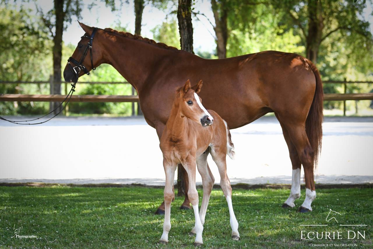 Potro Hannoveriano En venta 2025 Alazán por Vjento