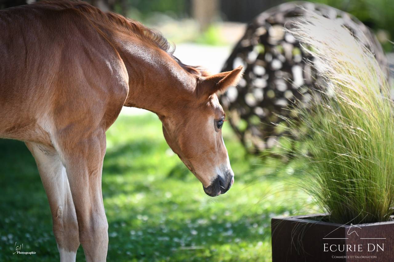 Potro Hannoveriano En venta 2025 Alazán por Vjento