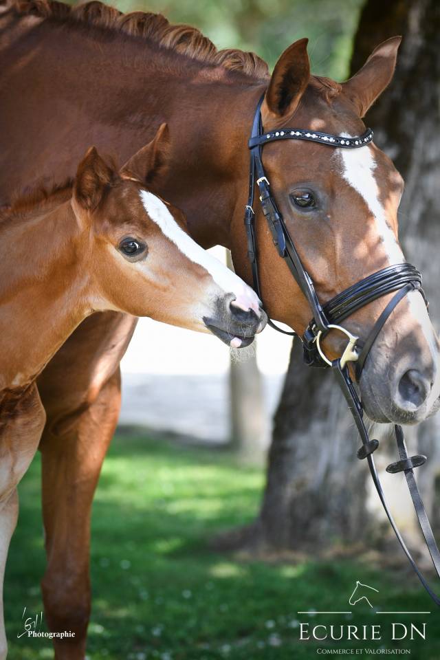 Potro Hannoveriano En venta 2025 Alazán por Vjento