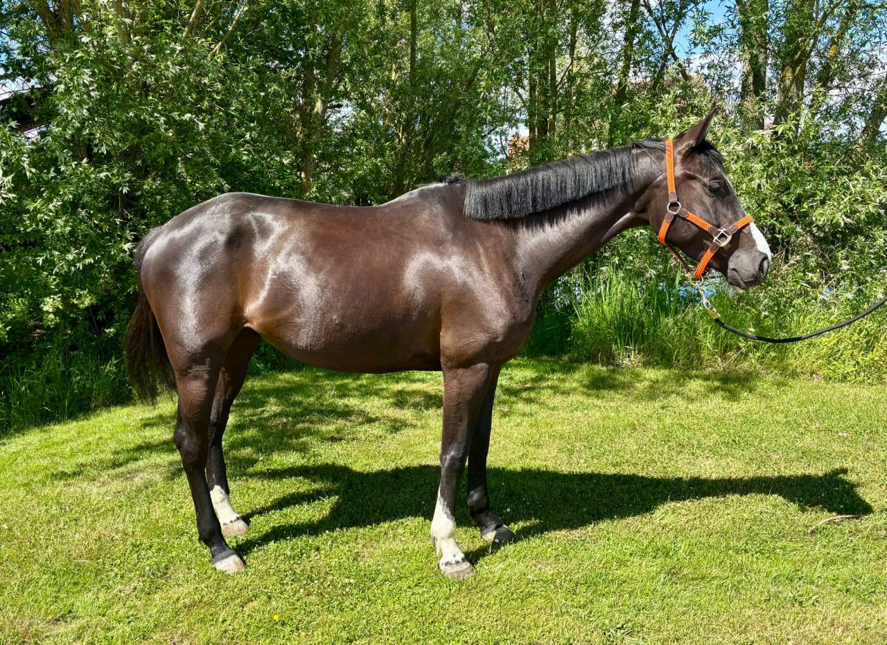 Yegua Silla Francés En venta 2020 Bayo moreno por BALOU DU ROUET