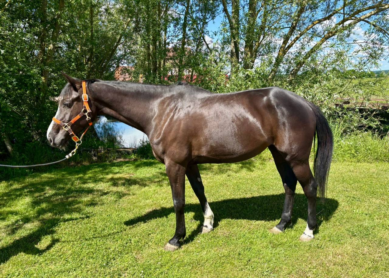 Yegua Silla Francés En venta 2020 Bayo moreno por BALOU DU ROUET