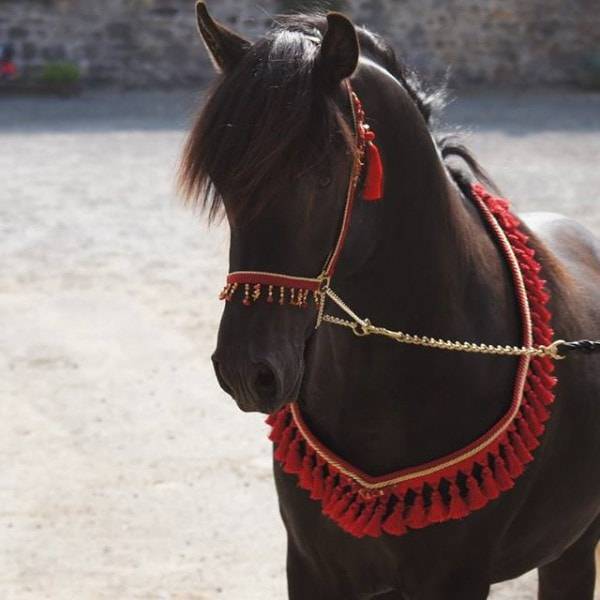 Semental Pura Sangre Arabe En venta 2011 Negro por  Zaraq El Amir Bwa