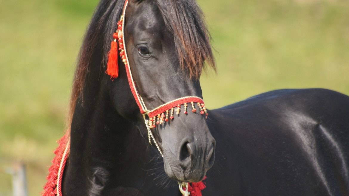 Semental Pura Sangre Arabe En venta 2011 Negro por  Zaraq El Amir Bwa