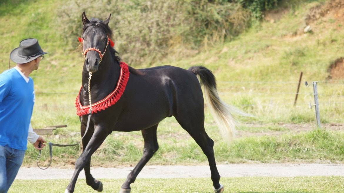 Semental Pura Sangre Arabe En venta 2011 Negro por  Zaraq El Amir Bwa
