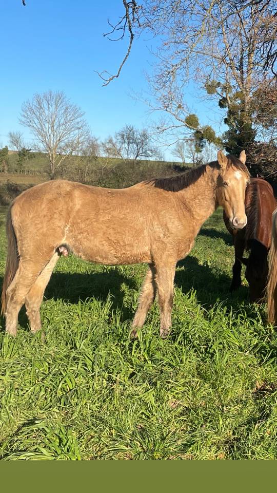 NEVADA OLD'EURTHUR - Silla Franc&eacute;s 2023 por JACKPOT DE CORBION