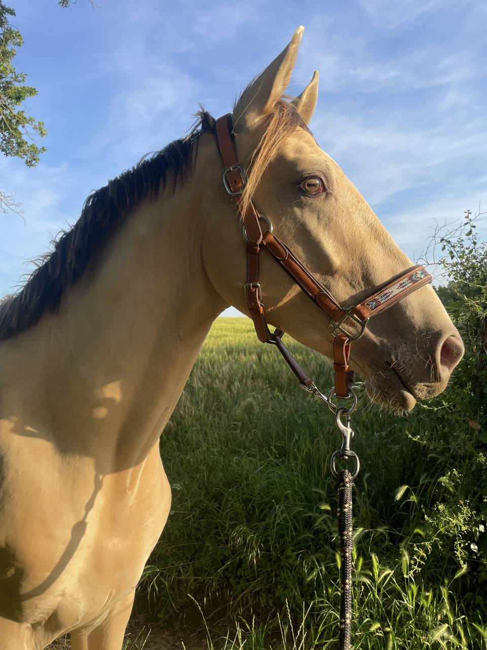 NEVADA OLD'EURTHUR - Silla Franc&eacute;s 2023 por JACKPOT DE CORBION