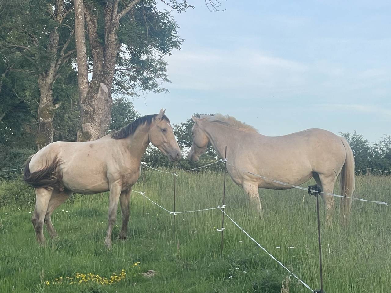 NEVADA OLD'EURTHUR - Silla Franc&eacute;s 2023 por JACKPOT DE CORBION