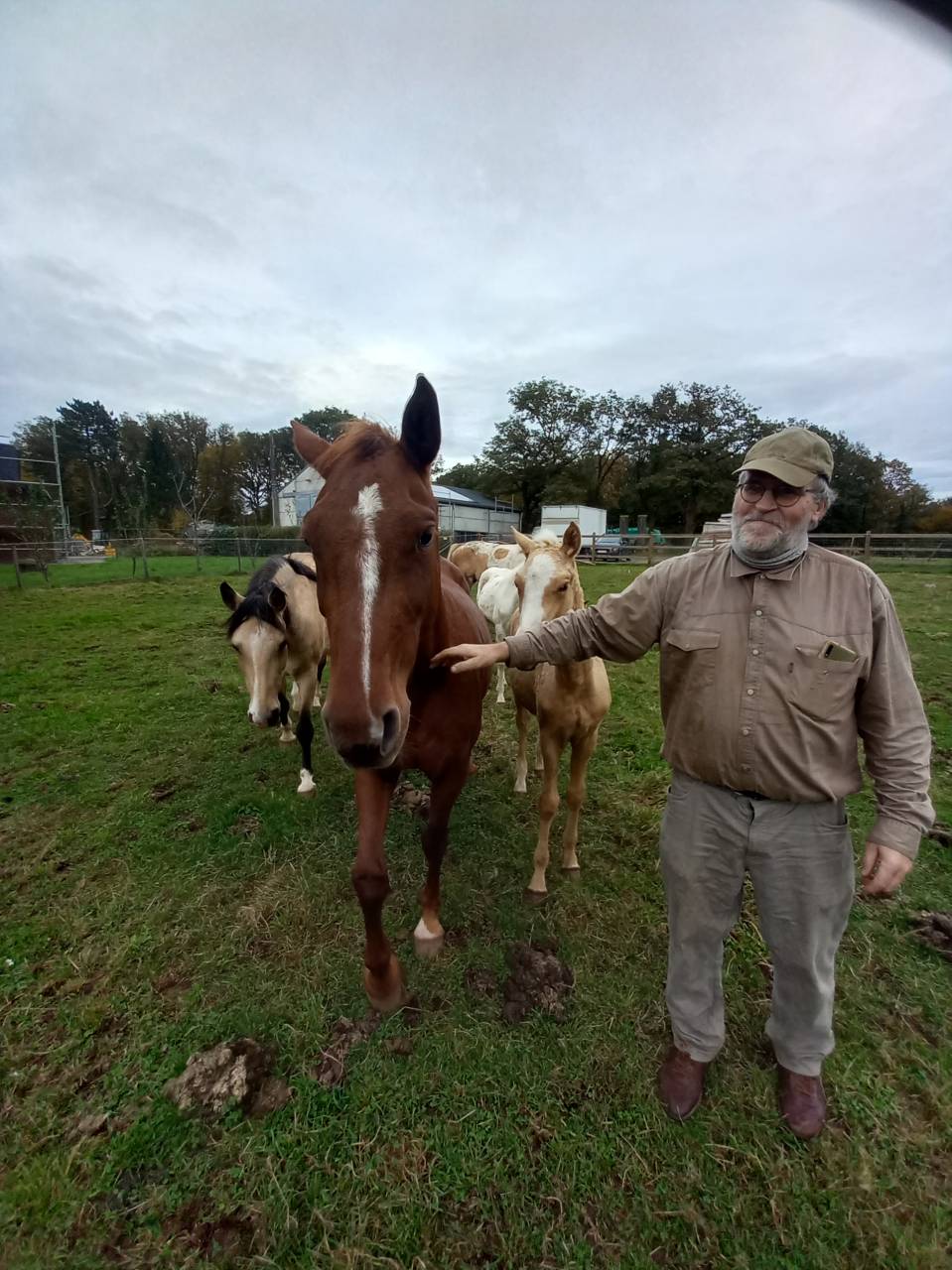 Caballo entero Palomino En venta 2009 Palomino