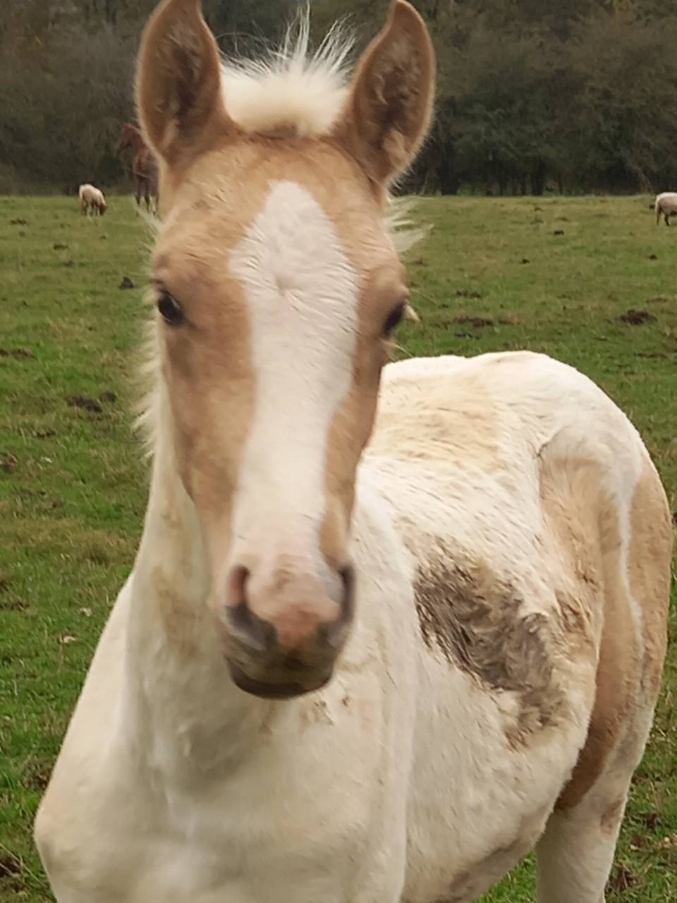 Caballo entero Palomino En venta 2009 Palomino