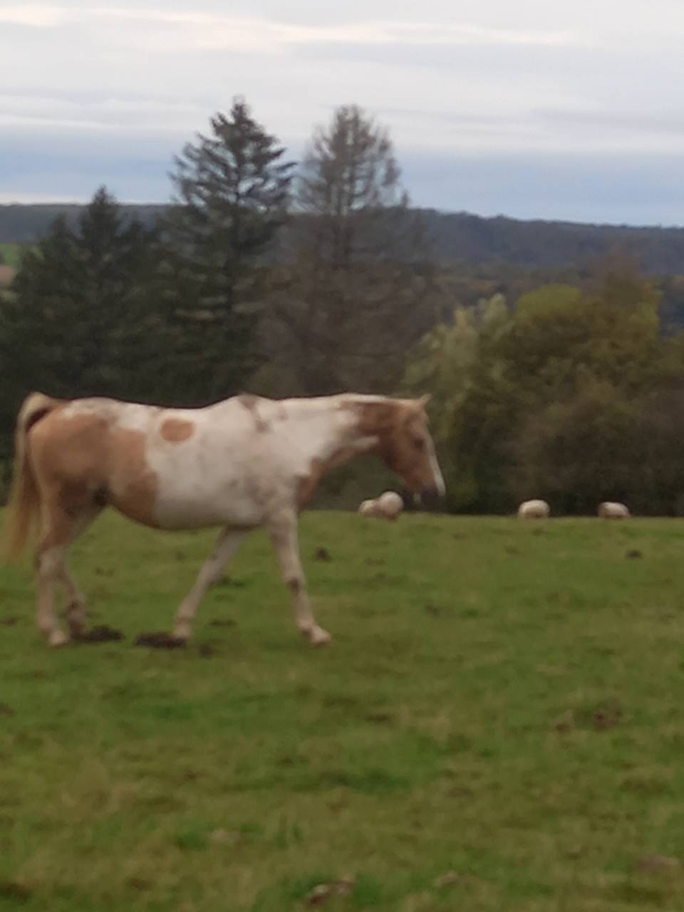 Caballo entero Palomino En venta 2009 Palomino